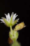 Fivestamen chickweed